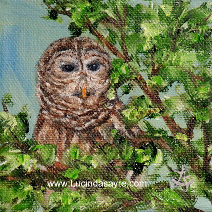 Barred Owl