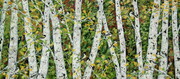 Chickadees Among The Birches