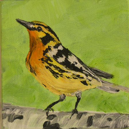 Blackburnian Warbler 818