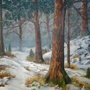 Winter's Calming Woodlands