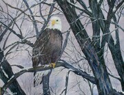 Bald Eagle & Spring Time Snowfall