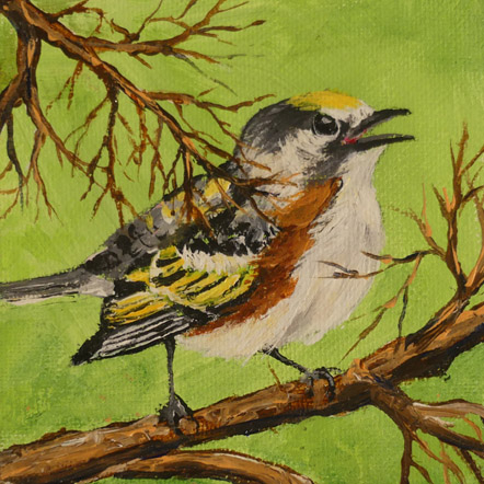 Chestnut-sided Warbler