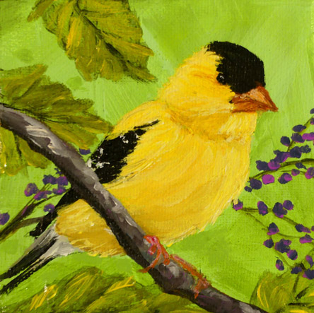 American Goldfinch 818