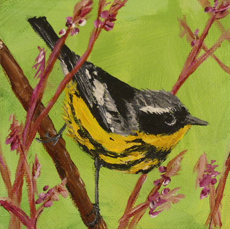 Magnolia Warbler 818