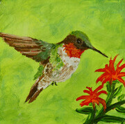 Ruby- throated Hummingbird 818