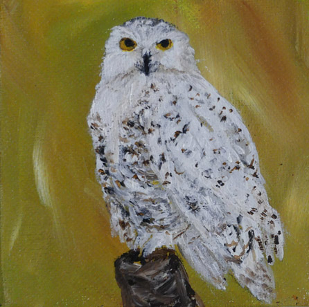 Snowy Owl 818