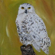 Snowy Owl 818