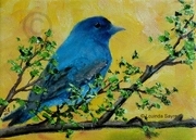 Indigo Bunting #2