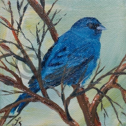 Indigo Bunting