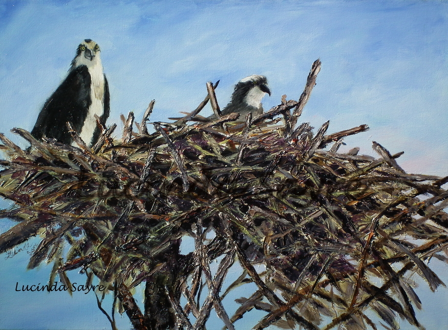 Nesting Osprey