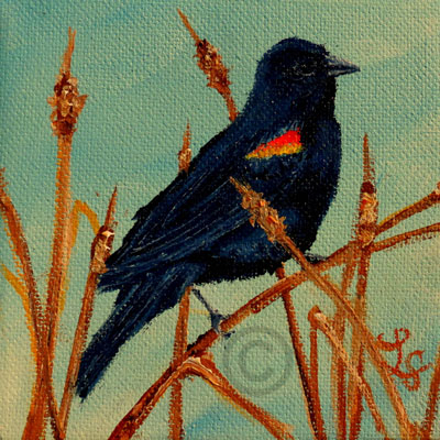 Red-winged Blackbird