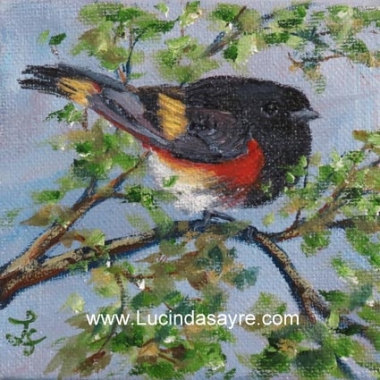 Redstart