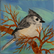 Tufted Titmouse 818