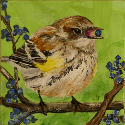 Yellow-rumped Warbler 818